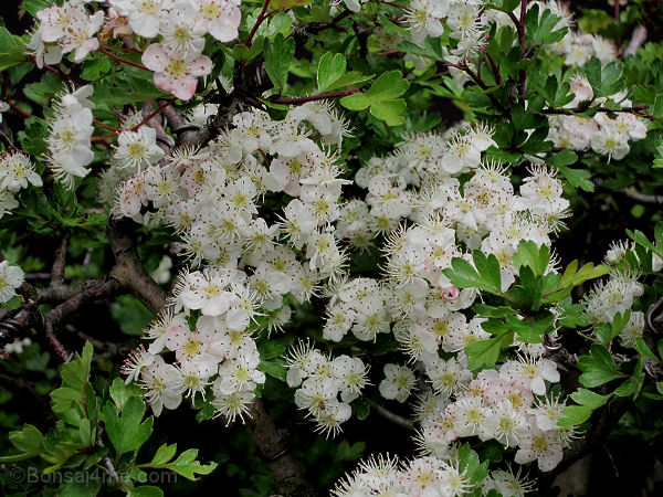 hawthorn bonsai flower